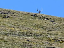 Keep your eyes open in RMNP. You never know who may be looking down at you.