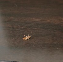 Roach that tried to crawl in bed with me and I beat it up.