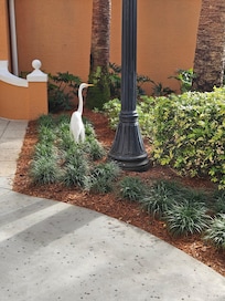 This little guy greeted us every morning❤️