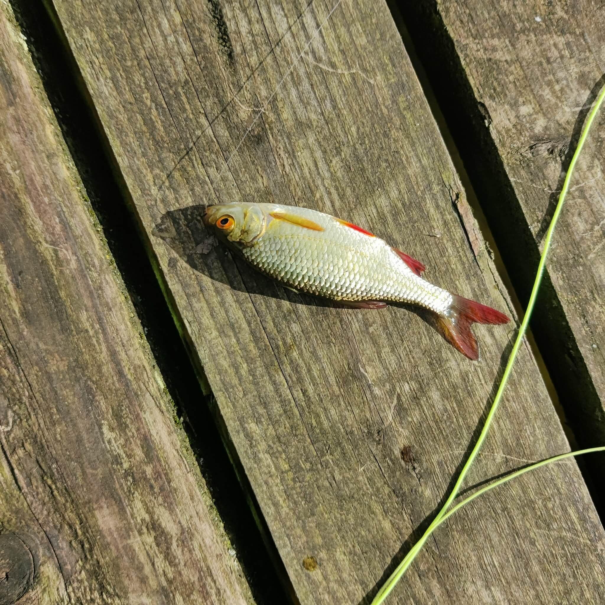 The rudd my hubby caught