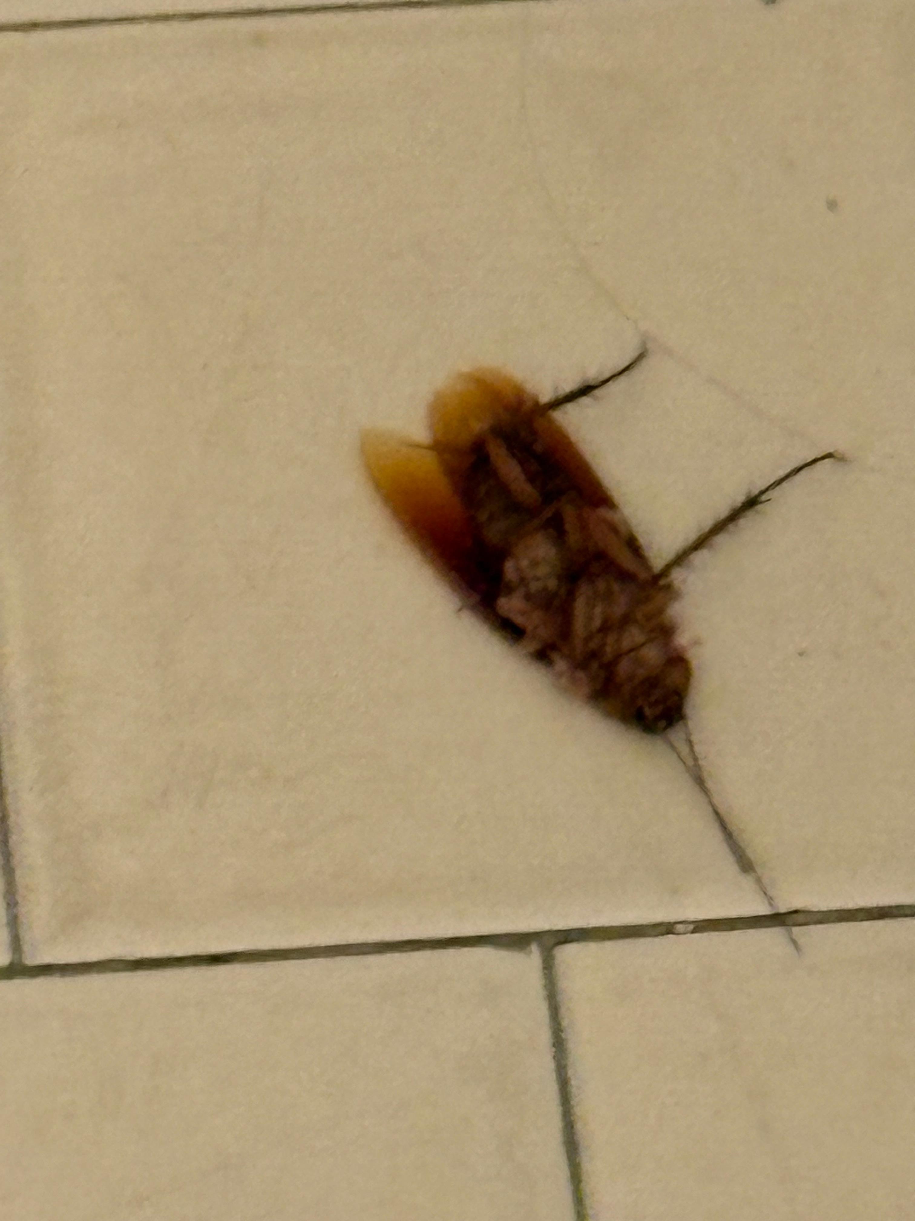 These bugs were seen on two different days… the only two days we stayed here of the five days we were supposed to. 