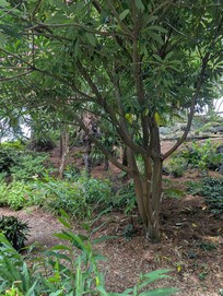 Botanical garden