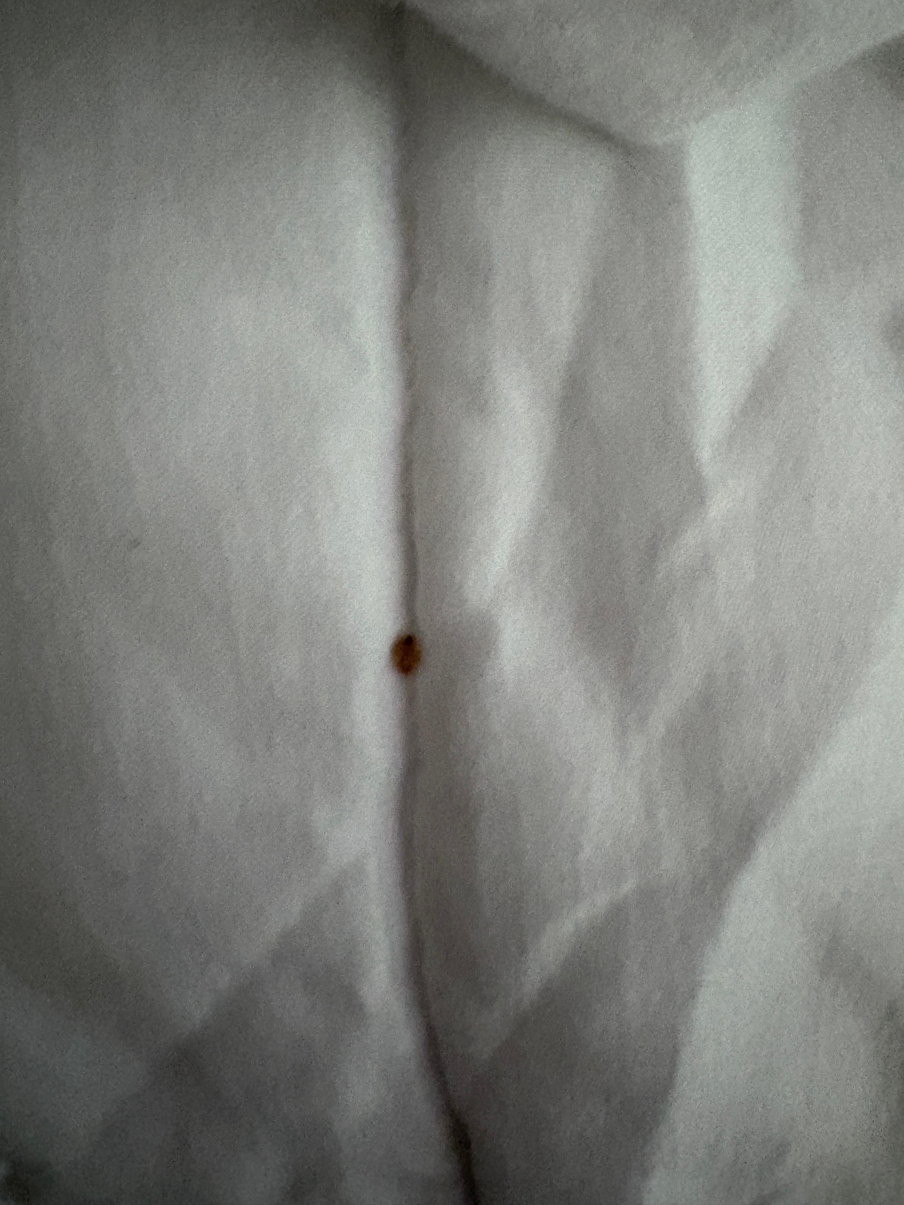 Full adult bedbugs.  Staff checked and agreed that they were in fact bedbugs.