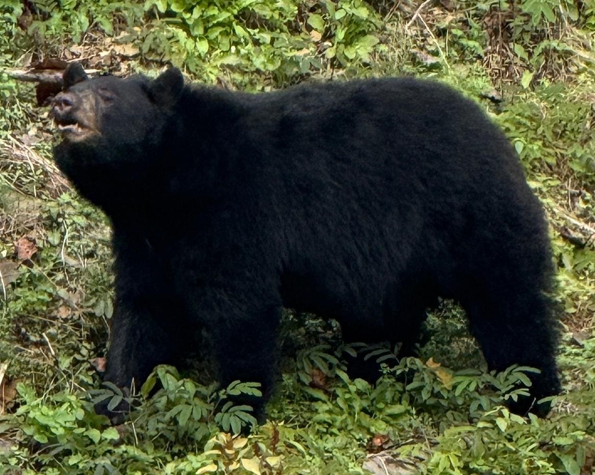 This one peered over at us as we were in hot tub