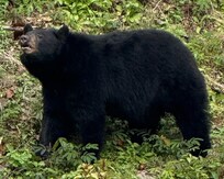 This one peered over at us as we were in hot tub