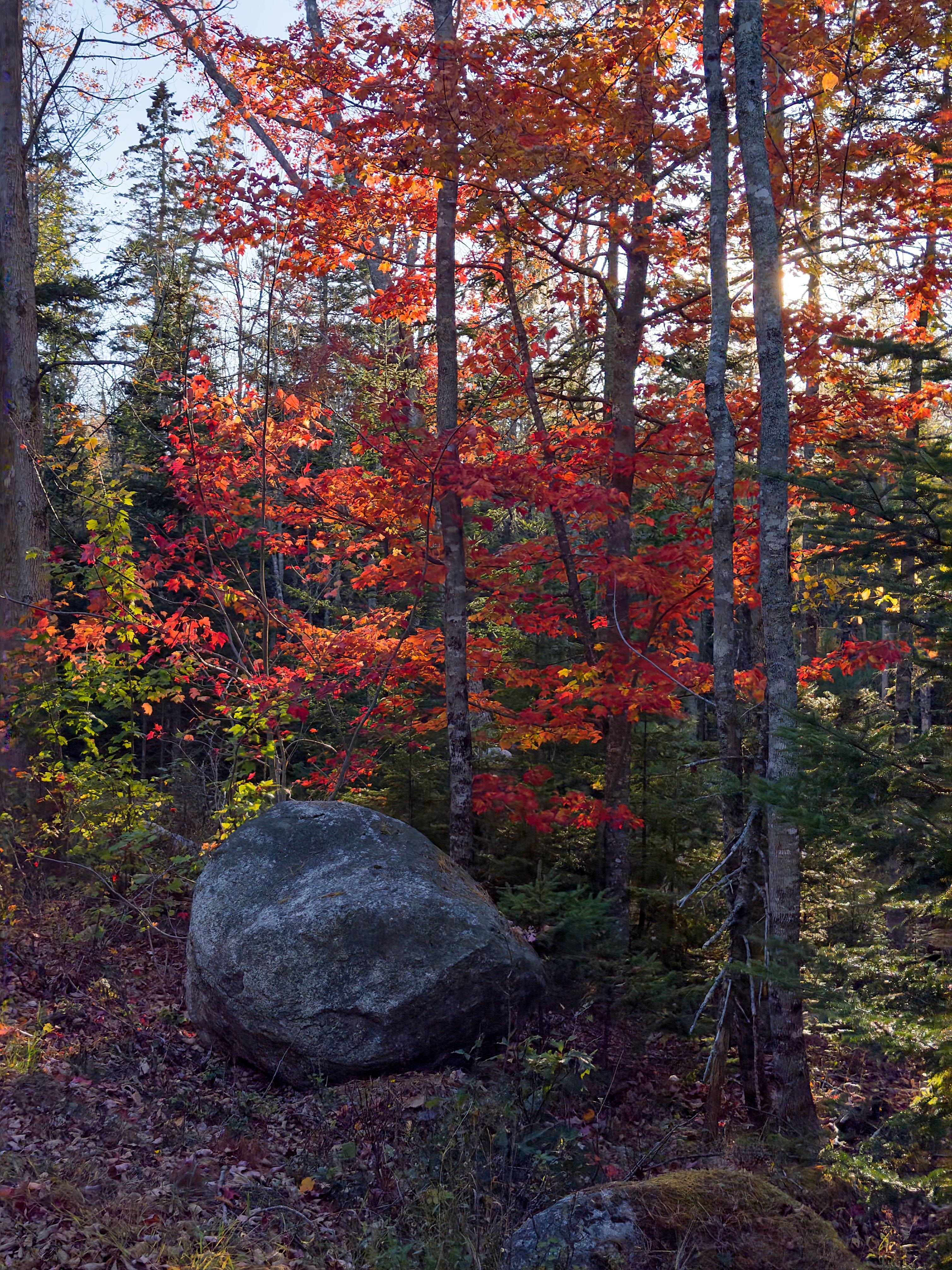 Fall colors in the neighborhood