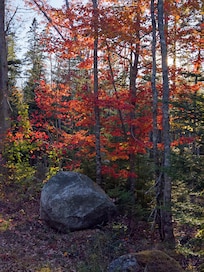 Fall colors in the neighborhood