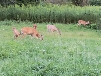 Saw 20 deer on farms not far from the cabin about dusk.