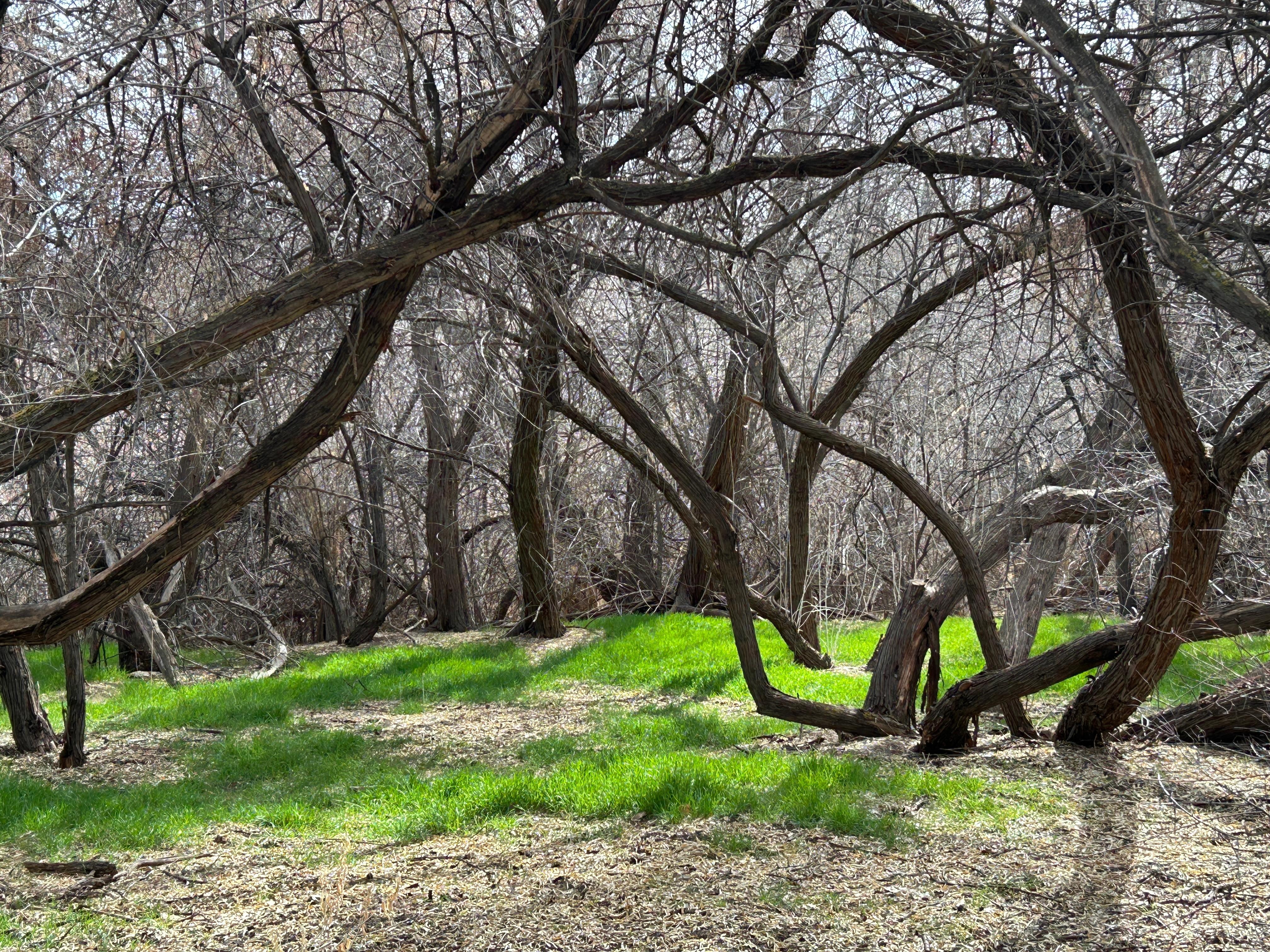 This is a magical clearing in the woods where I saw a red fox.