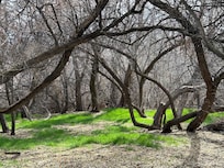 This is a magical clearing in the woods where I saw a red fox.