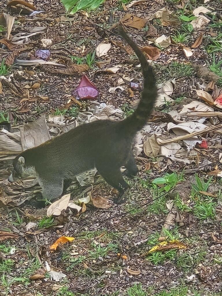 Another furry friend that visited every day!