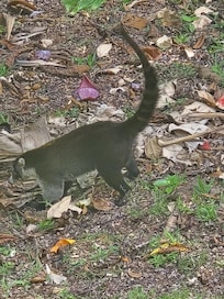 Another furry friend that visited every day!