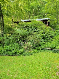 Picture from the street of the overgrowth.