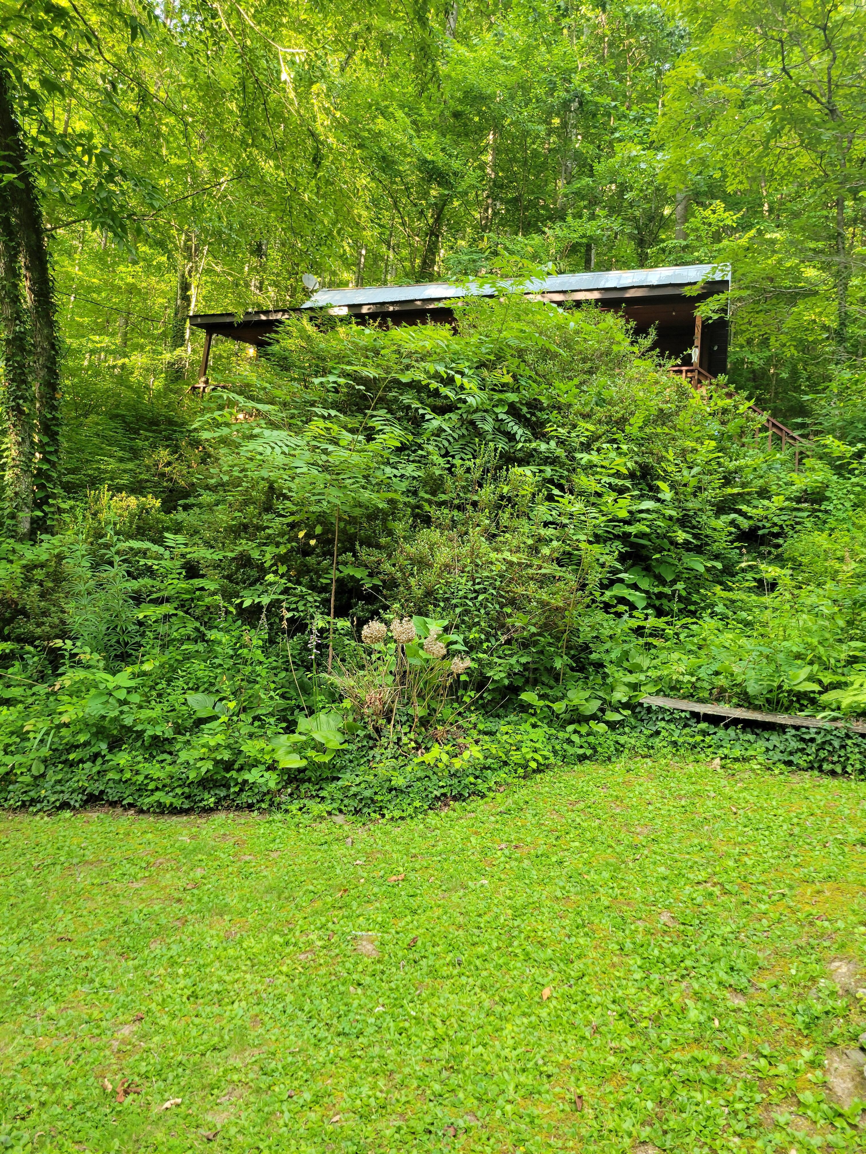 Picture from the street of the overgrowth.