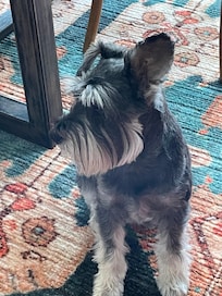 Our new friend Kevin