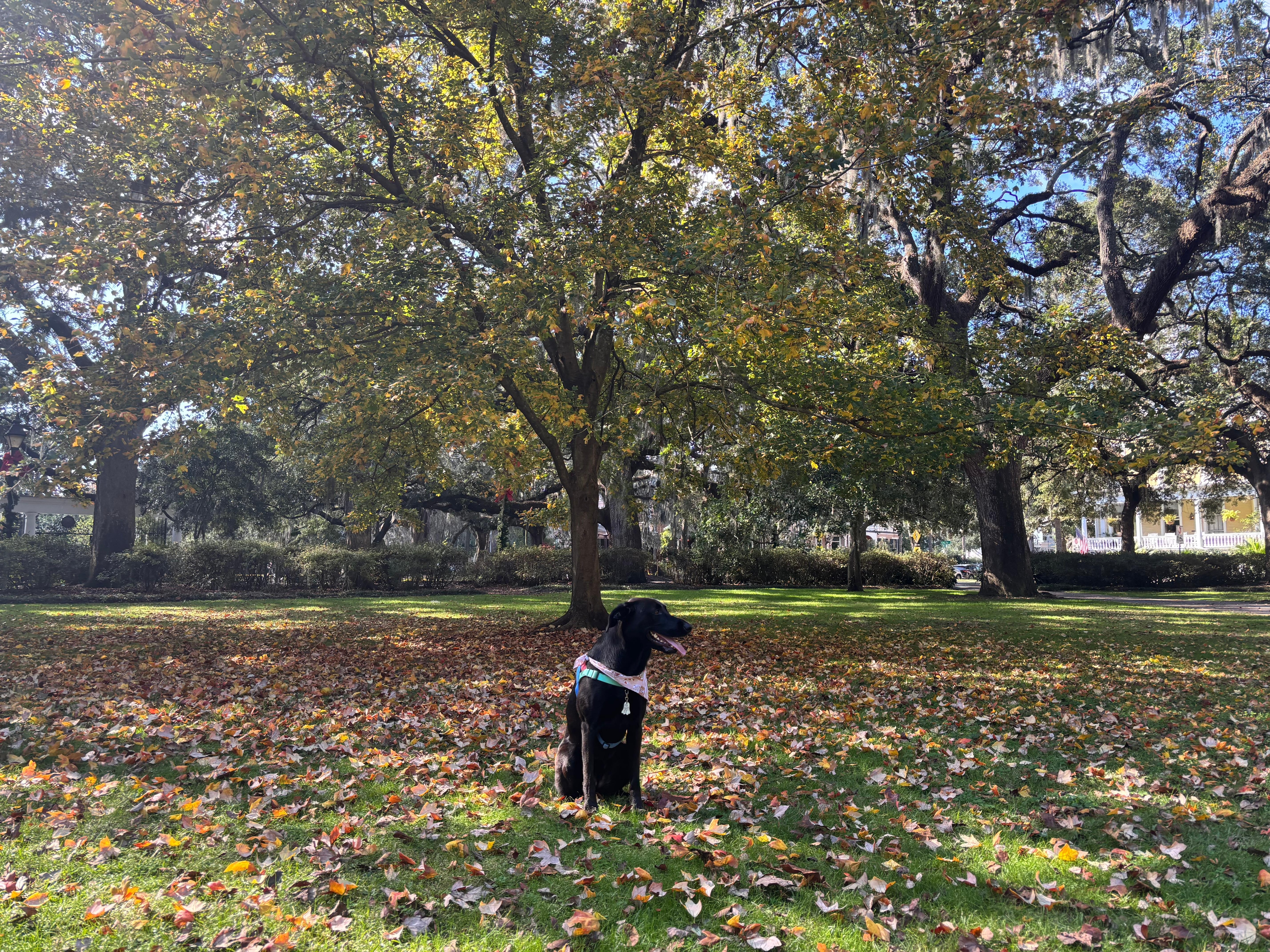 1st time seeing fall leaves.