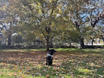 1st time seeing fall leaves.