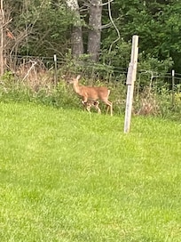 Doe and fawn in the back yard