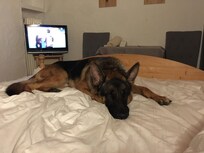 GSD on big bed