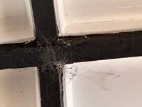 Cobwebs everywhere