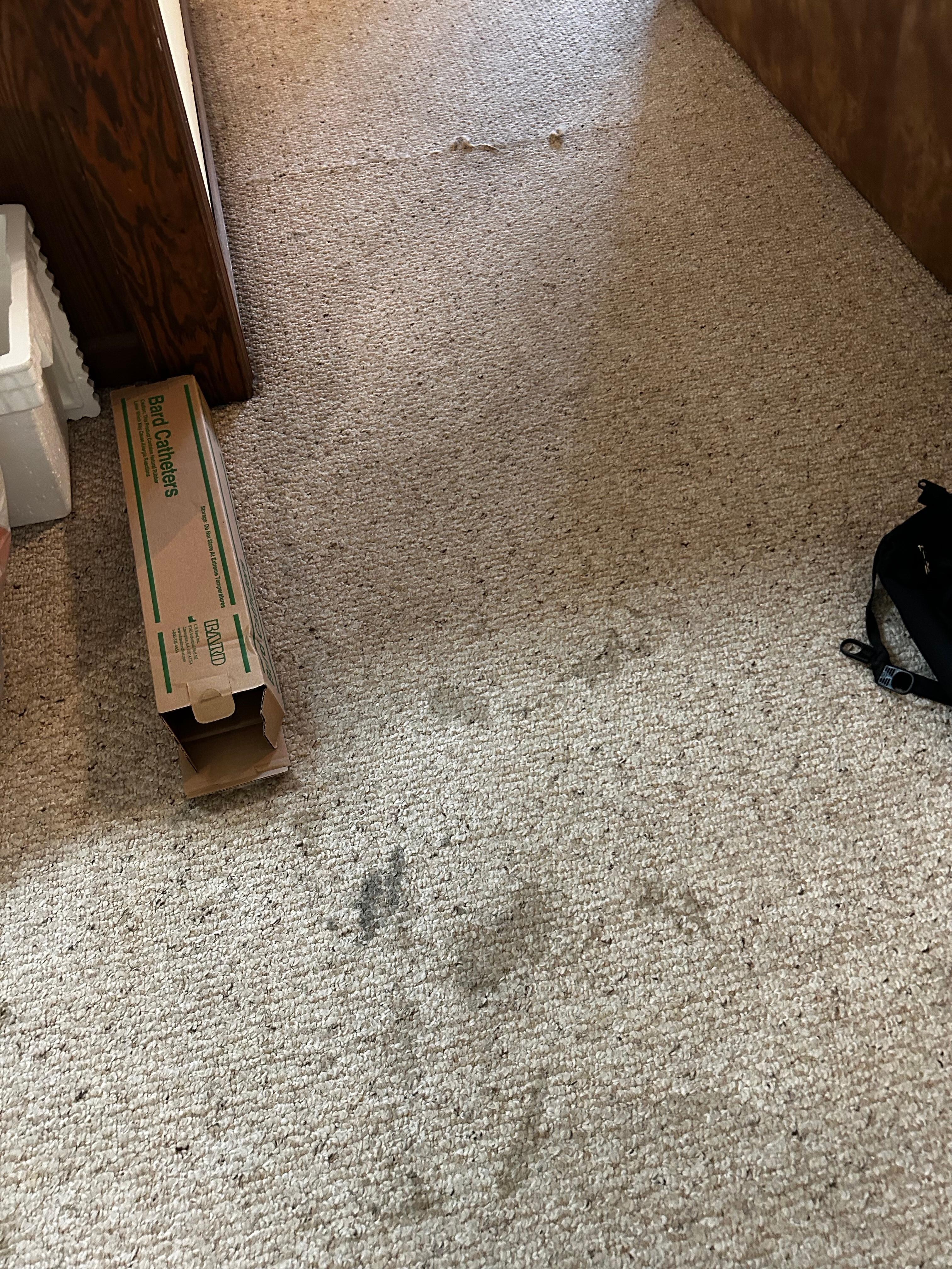 Carpet in living space 