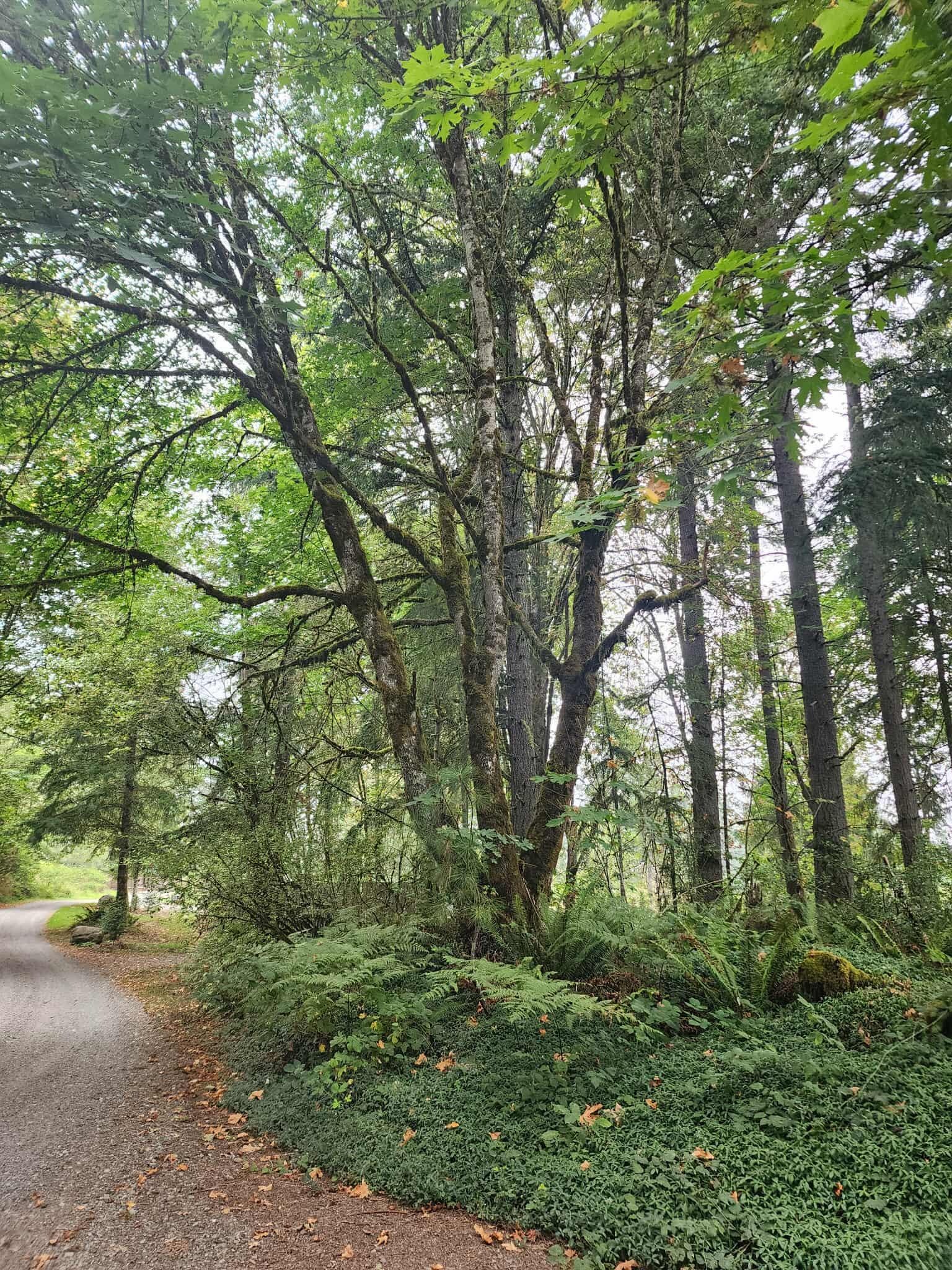 Entrance to the property. Up a gravel road…wild blackberries on the side. 