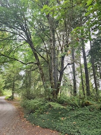 Entrance to the property. Up a gravel road…wild blackberries on the side.