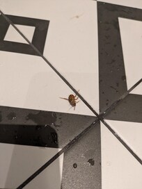Bugs!