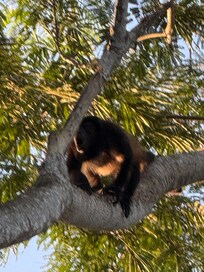 Howler monkeys