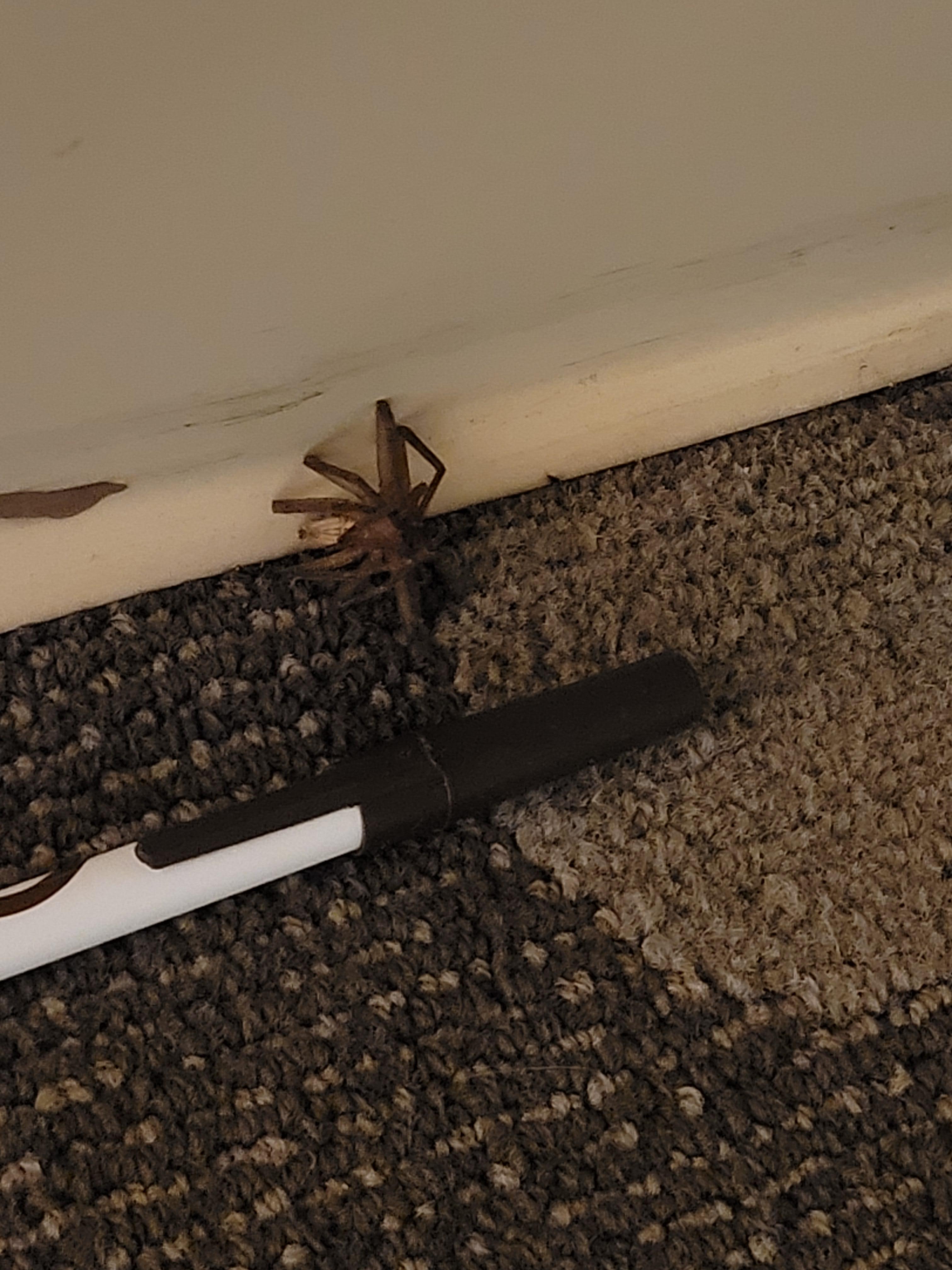 Post mortem photo of the spider. Was little over 3in with legs extended.