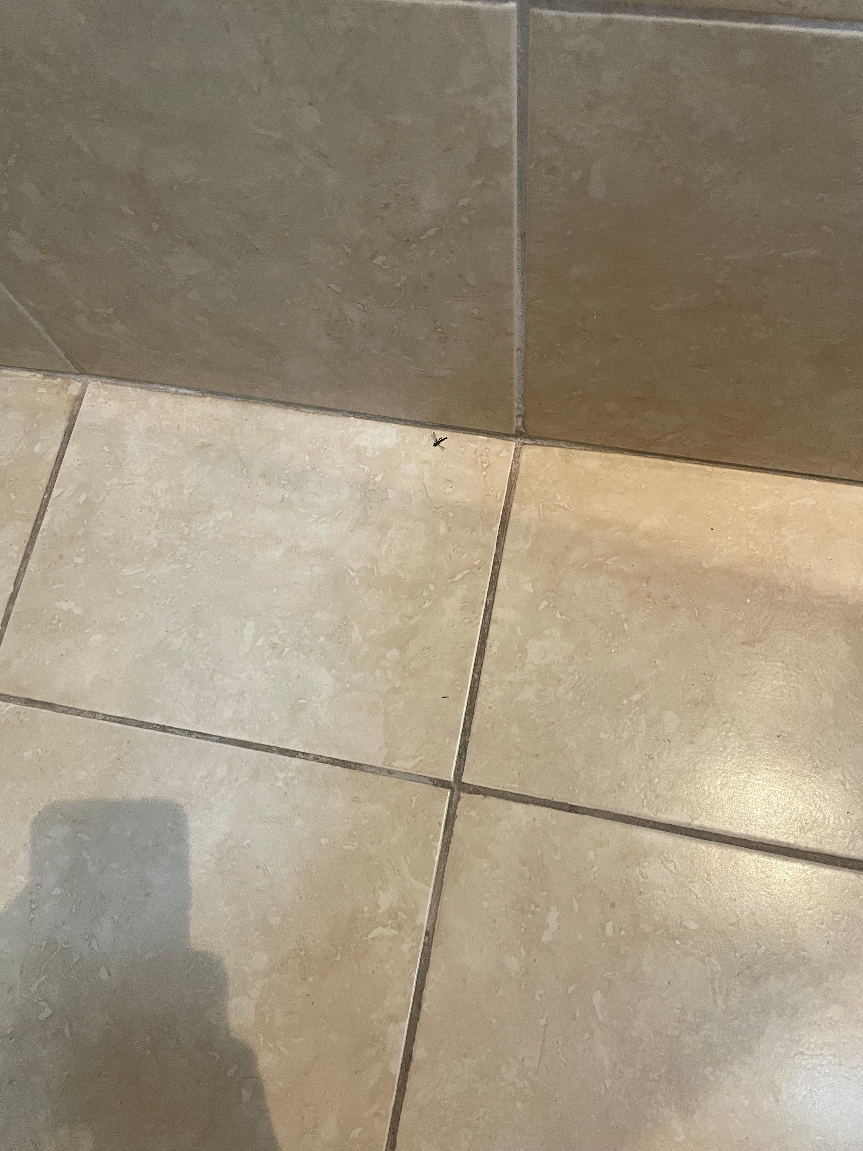 Inseto durante 3 dias no box