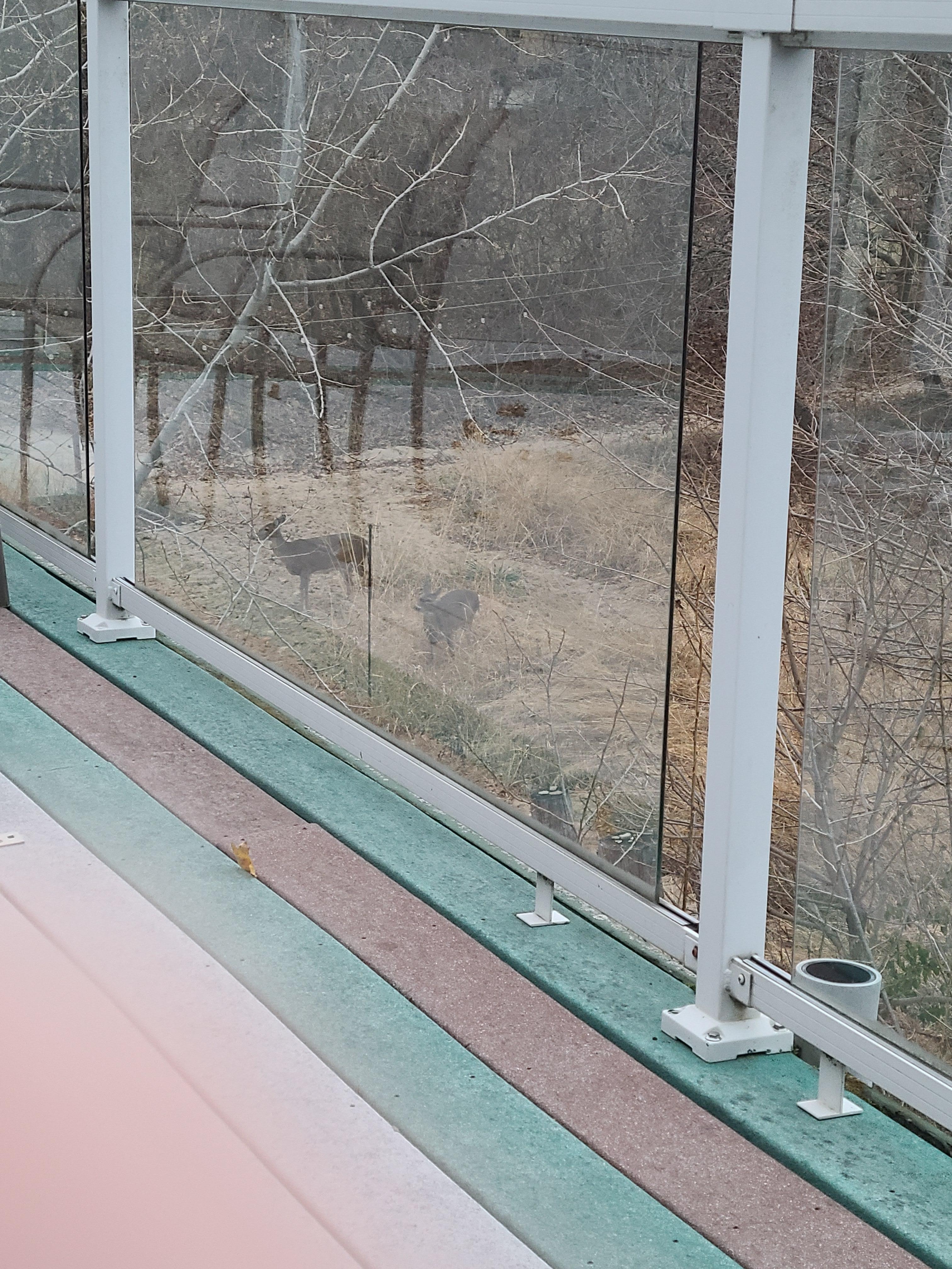 Deer would come to the back yard. 