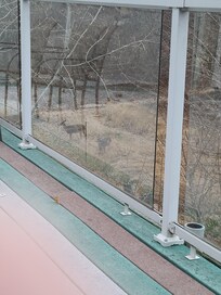 Deer would come to the back yard.