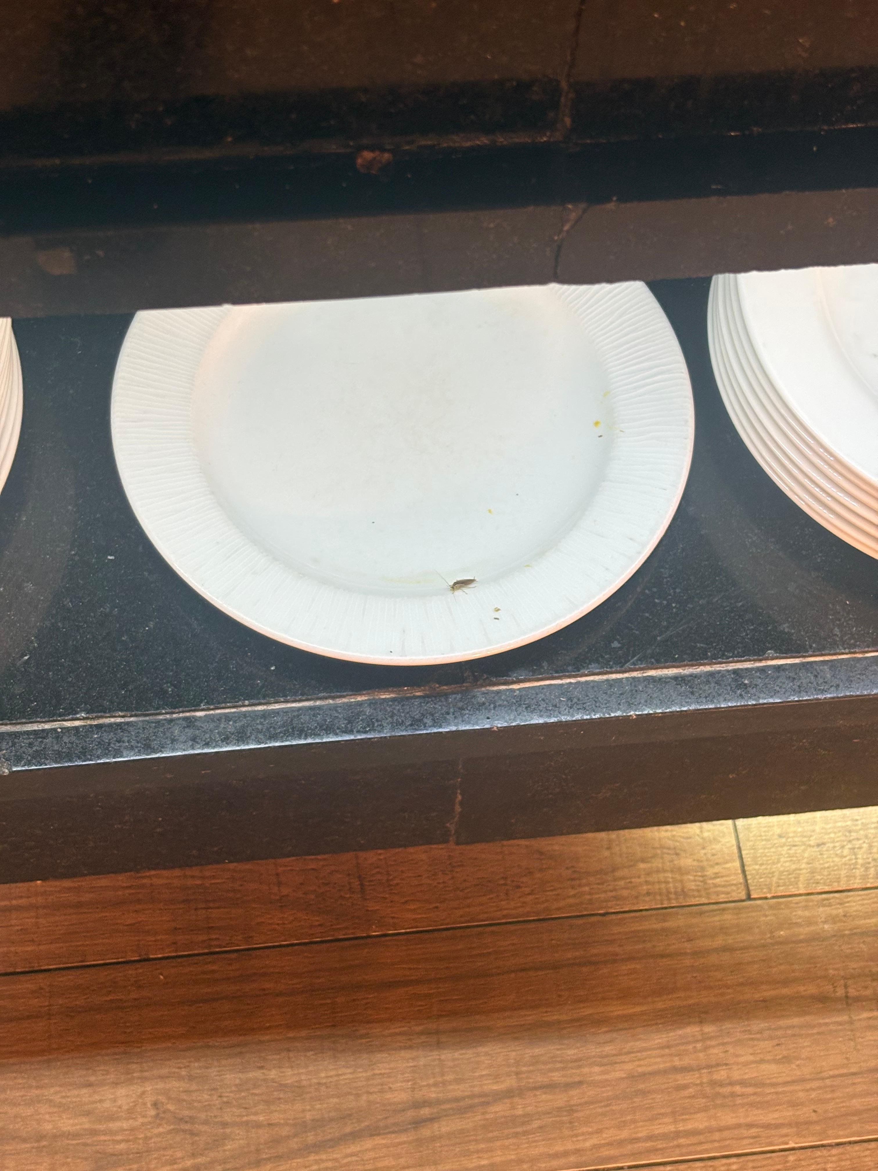 Cockroach in buffet on plates and counters 