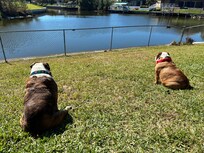 Keeping watch for Jumping Fish