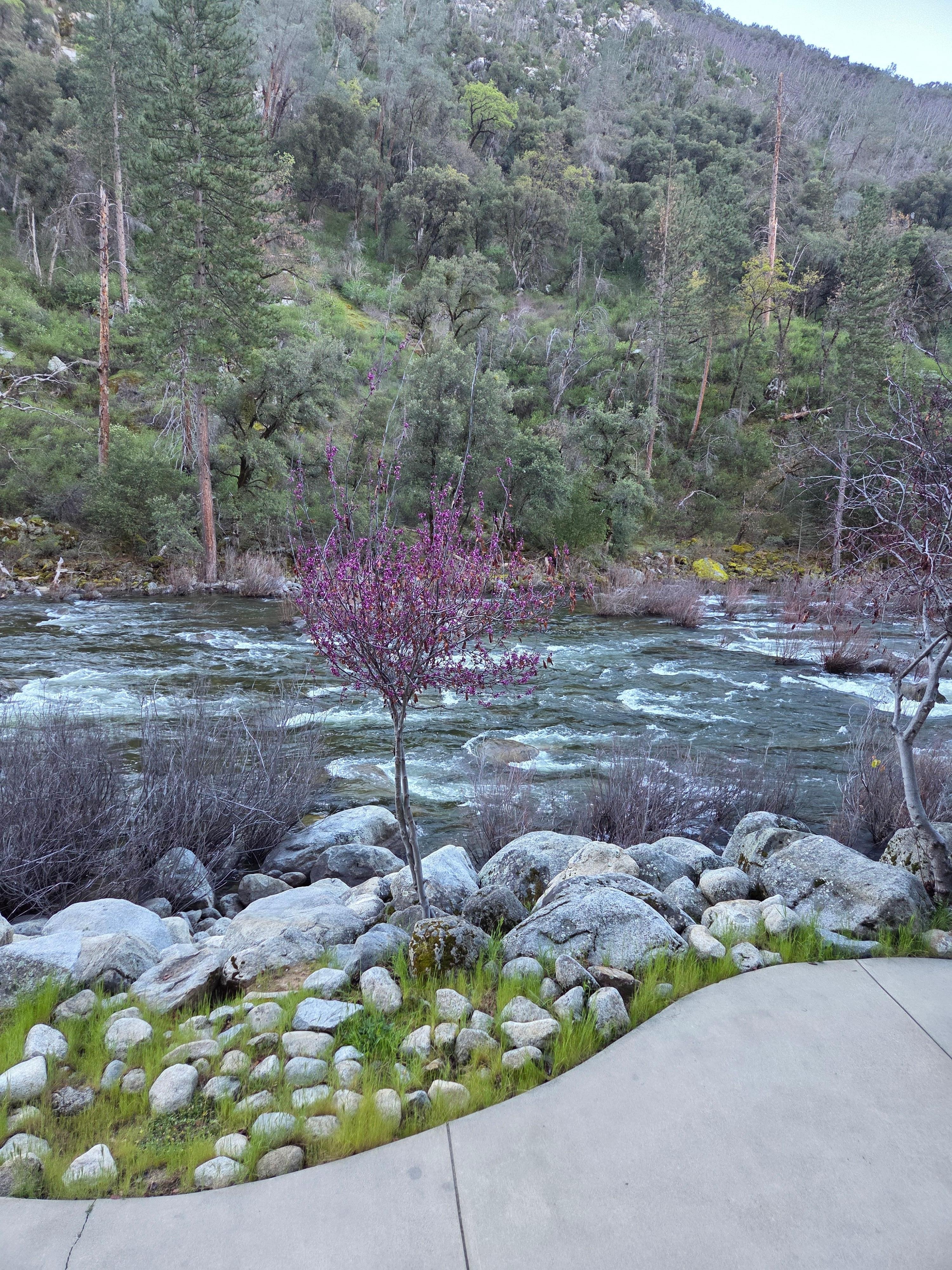 View from river walk on hotel site.