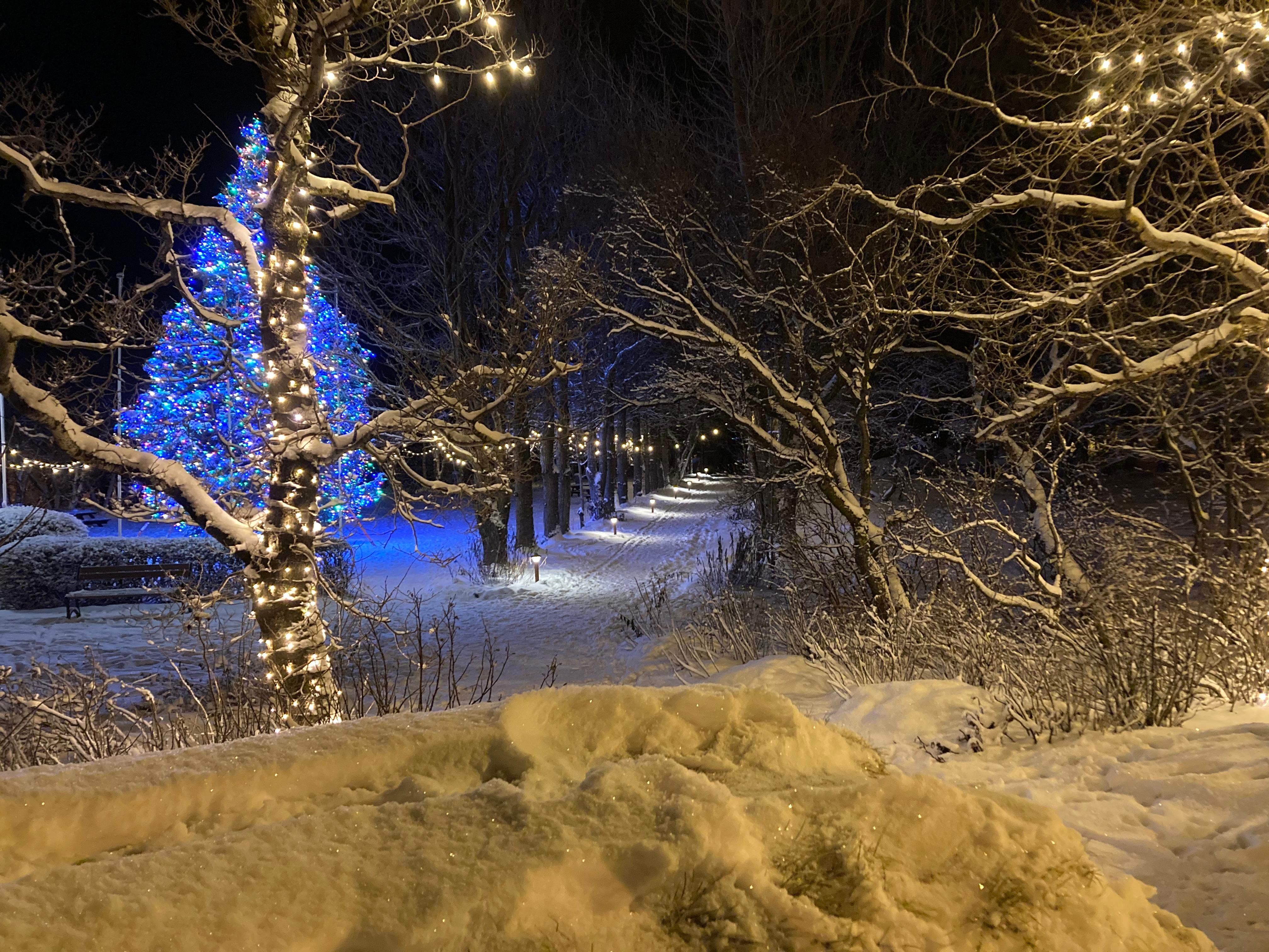 Christmas lights in local park 200 m away