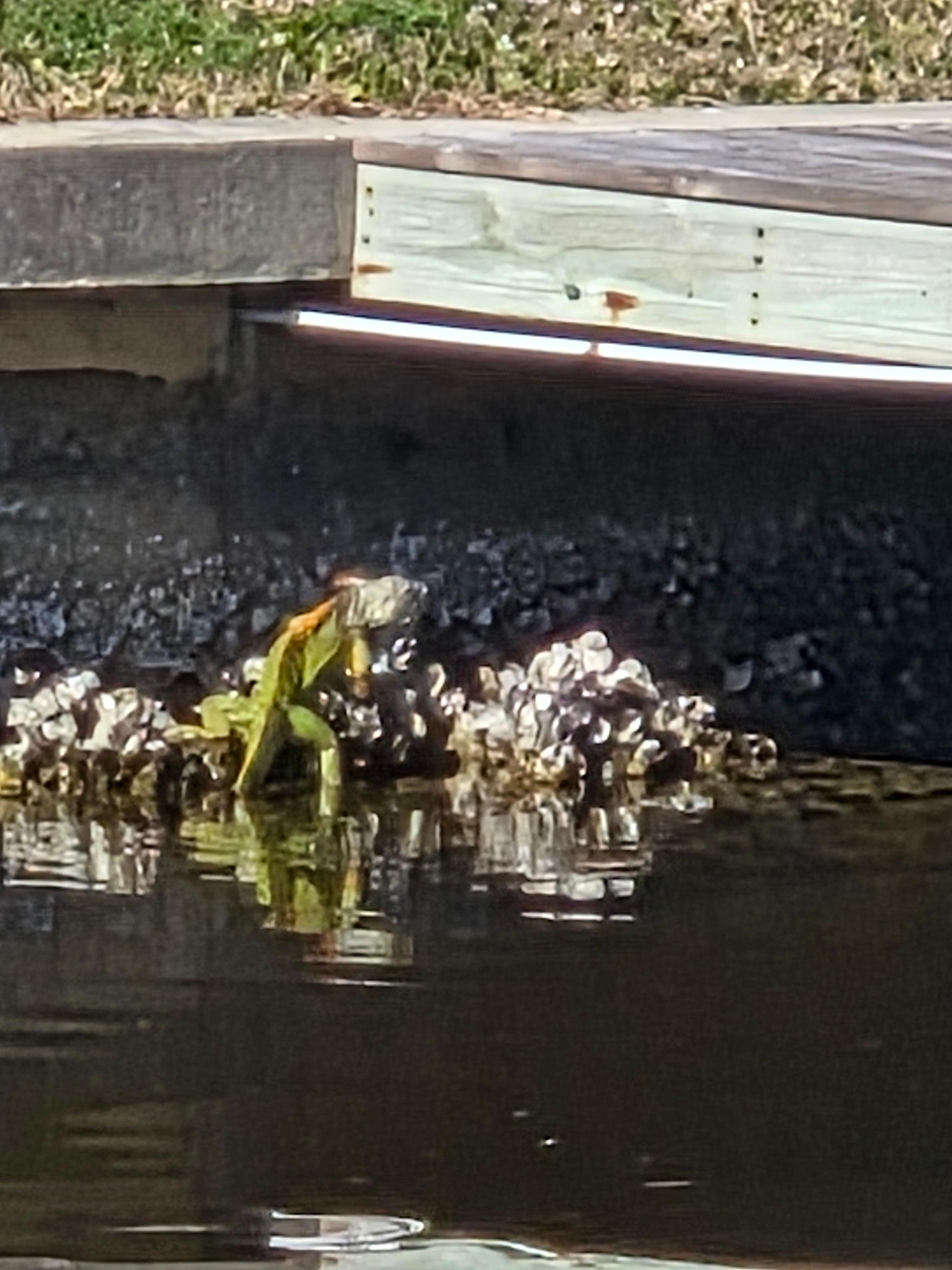 Iguana in the canal