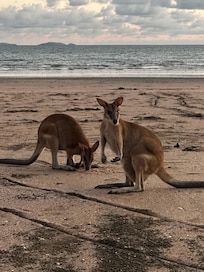 Kangaroos at sunrise