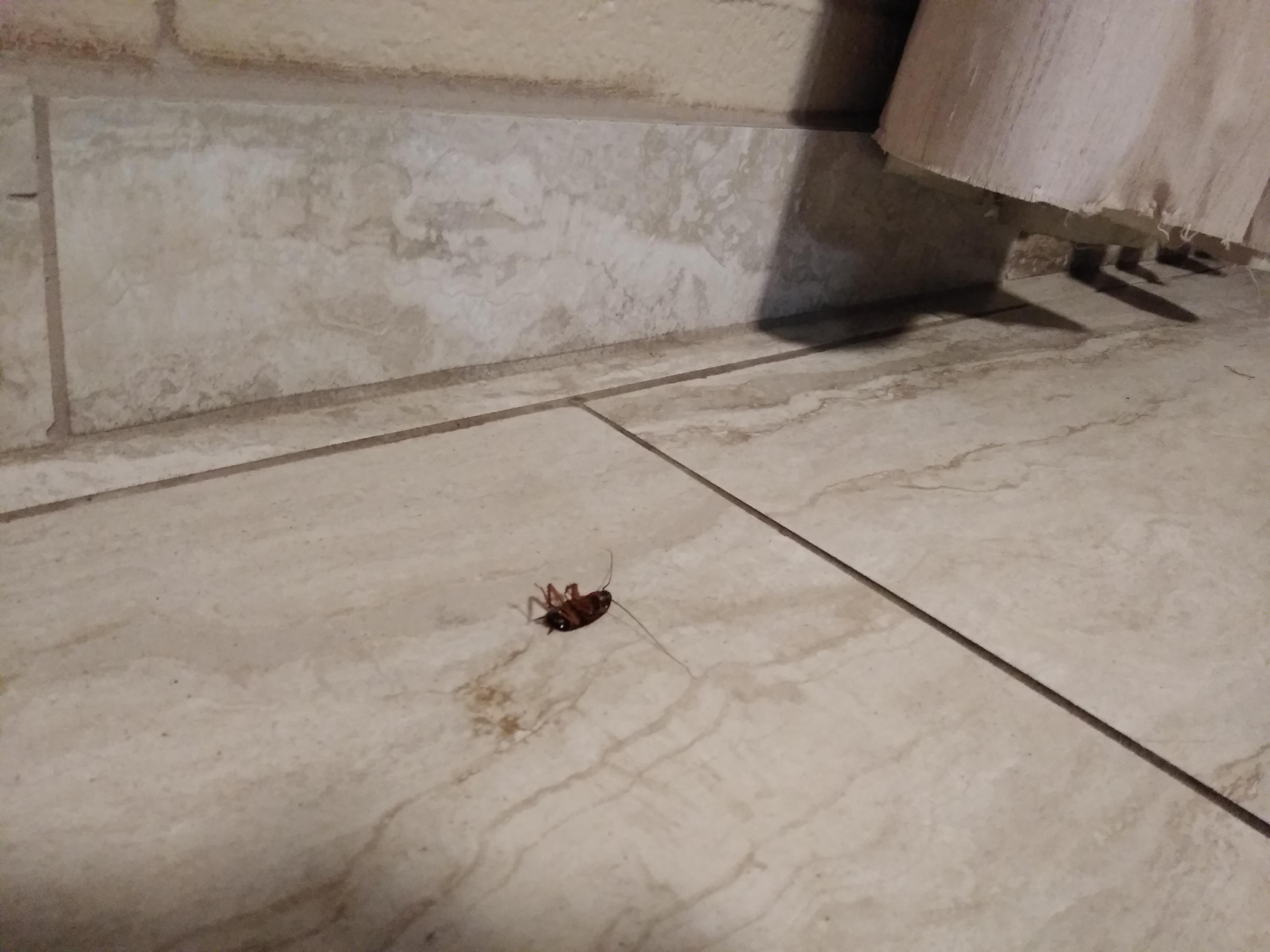 Roach problem