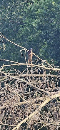 Wild life in the back yard along the water front!