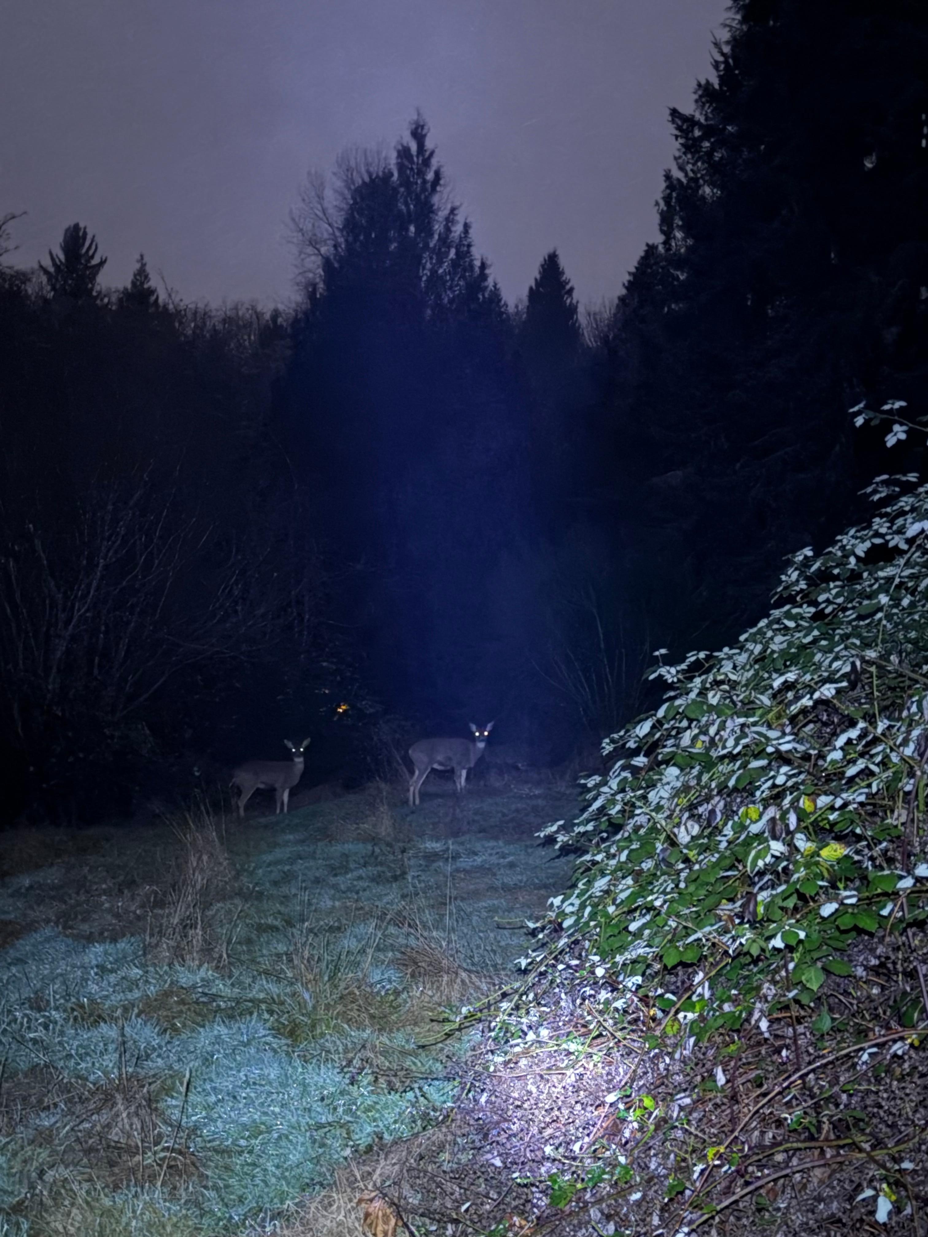 The deers were a little scary to encounter at night. 