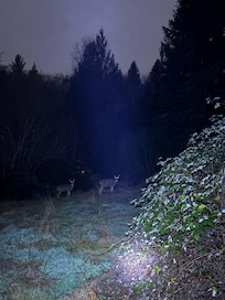 The deers were a little scary to encounter at night.