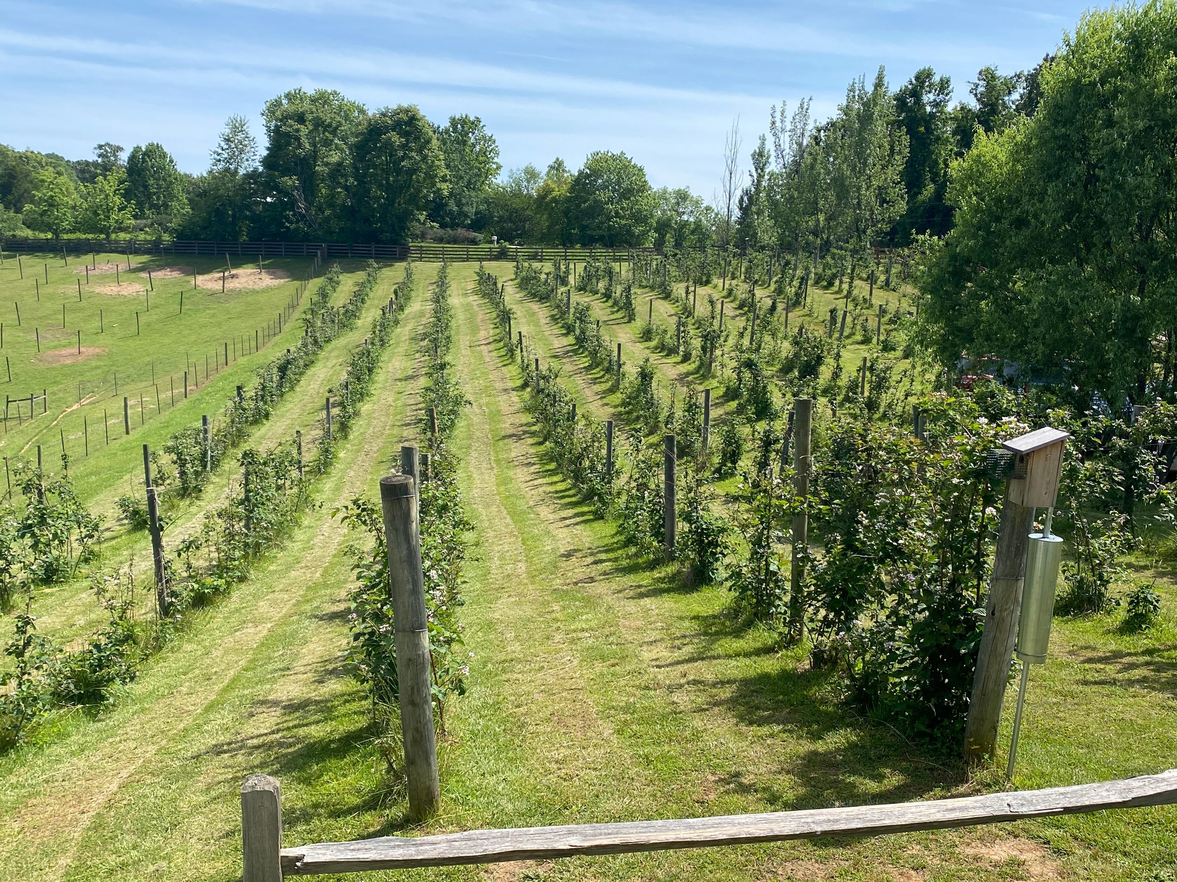 Hilltop Winery and Meadery