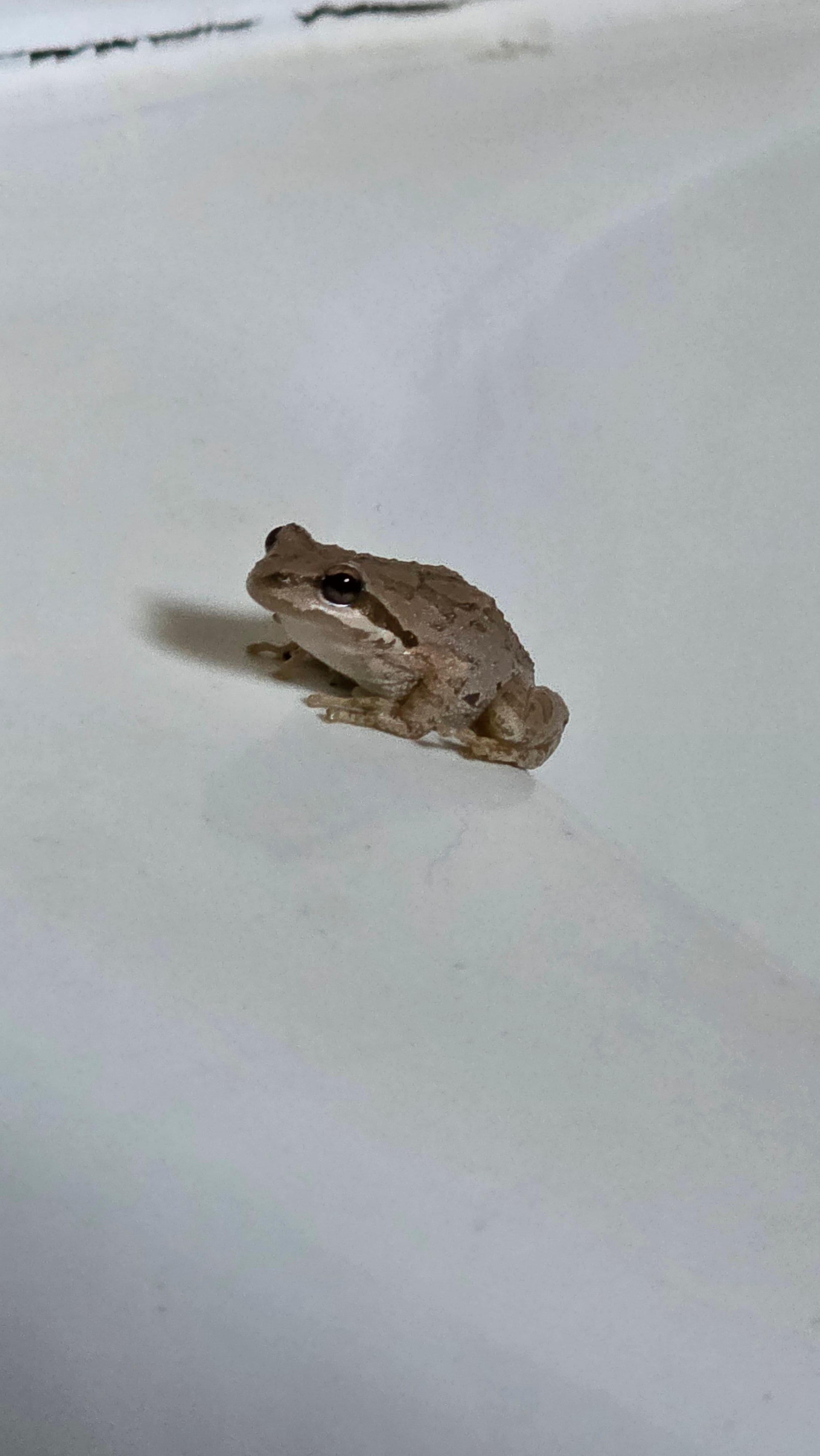 Another shower frog