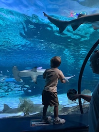 Ripley’s aquarium