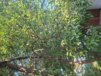 A pear tree just outside in front of room 25.
