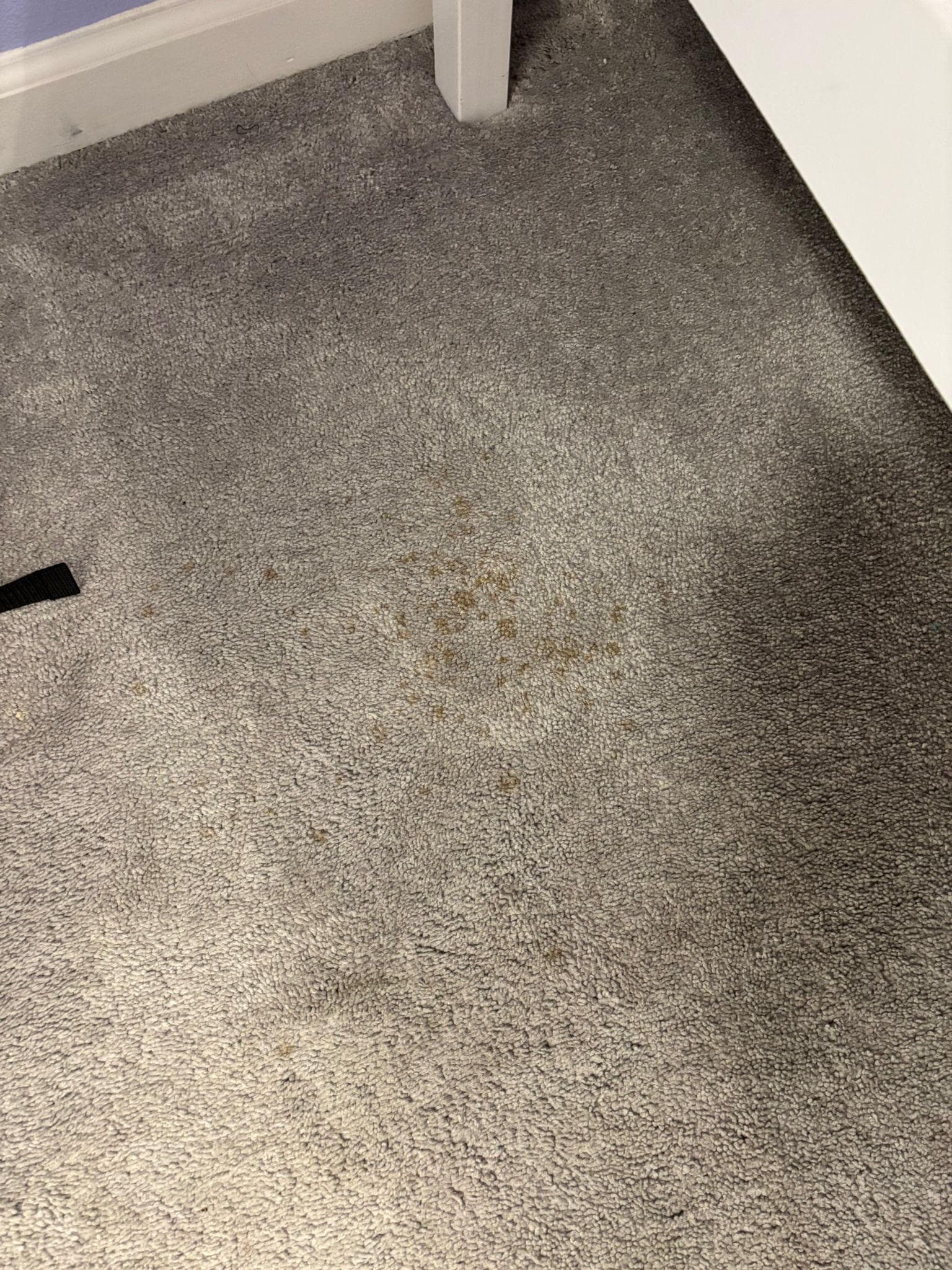 Viele Teppich Bereiche mit gelben oder roten Flecken 