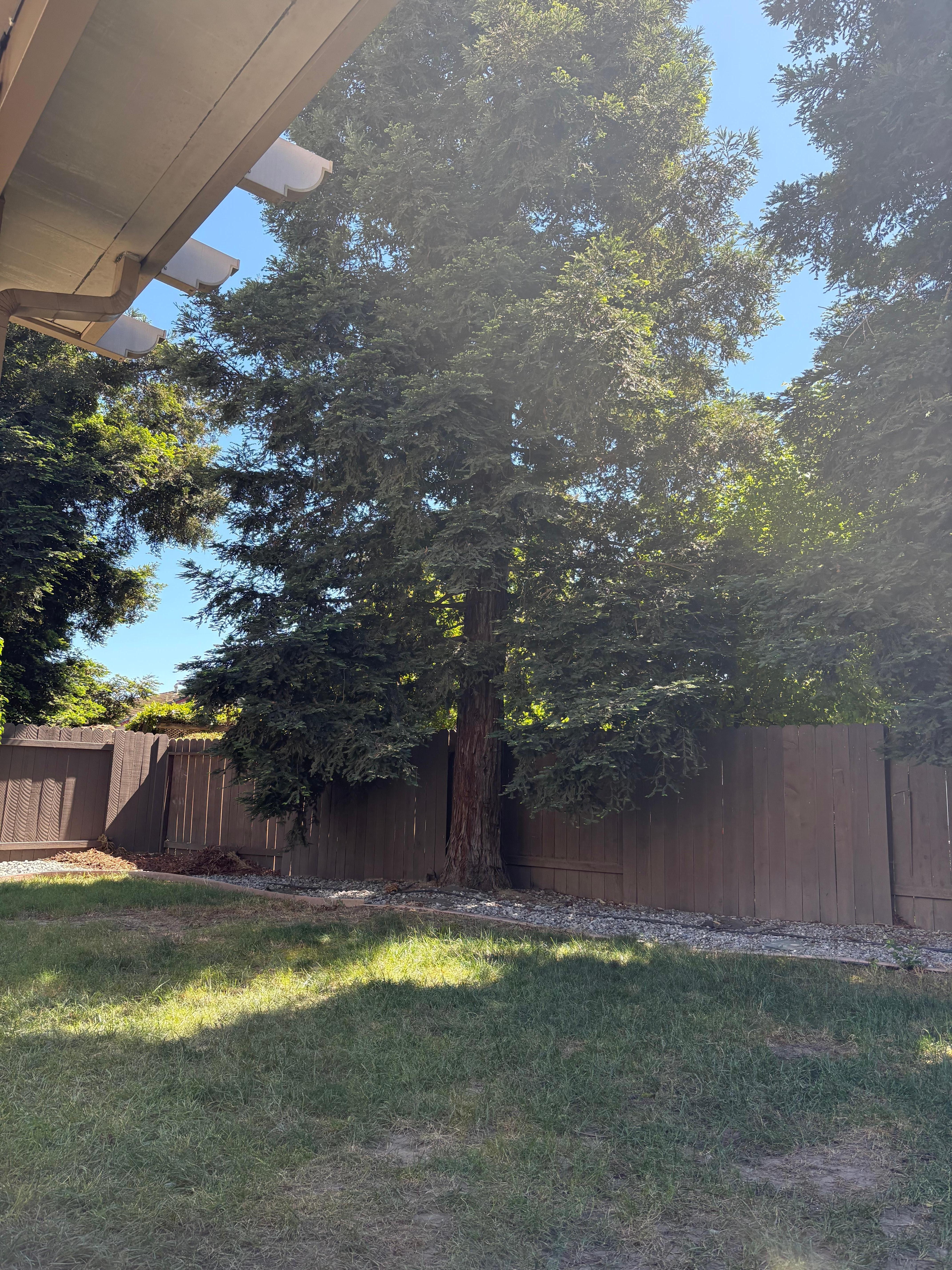 The back yard is lined with redwoods! My favorite