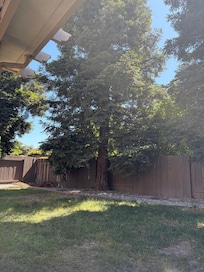 The back yard is lined with redwoods! My favorite